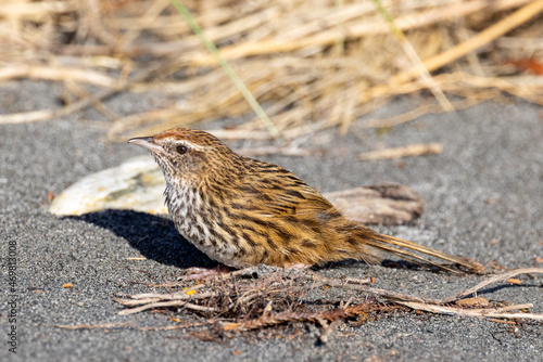 South Island Fernbird, Endemic to New Zealand