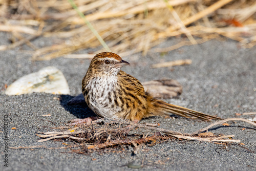 Wallpaper Mural South Island Fernbird, Endemic to New Zealand Torontodigital.ca