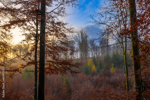 Landschaft im Pfälzer-Wald im Morgentau