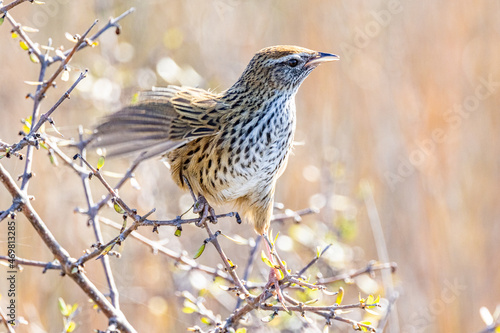 South Island Fernbird, Endemic to New Zealand