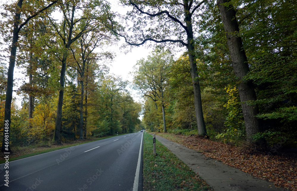 Fototapeta premium Bundesstrasse führt geradlinig durch einen herbstlichen Wald