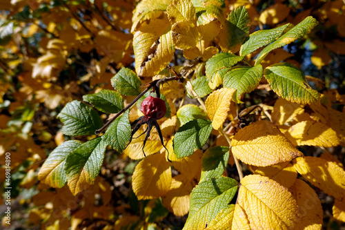 Kartoffel-Rose (Rosa rugosa),  reife Frucht im Herbst photo