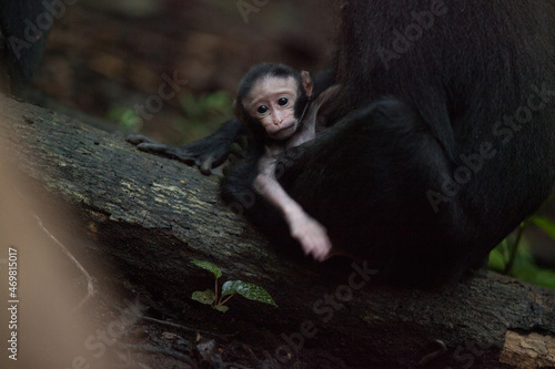 Baby macaca nigra looks at the camera photo