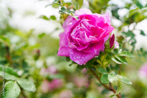 Blooming Damascus roses and dewdrops