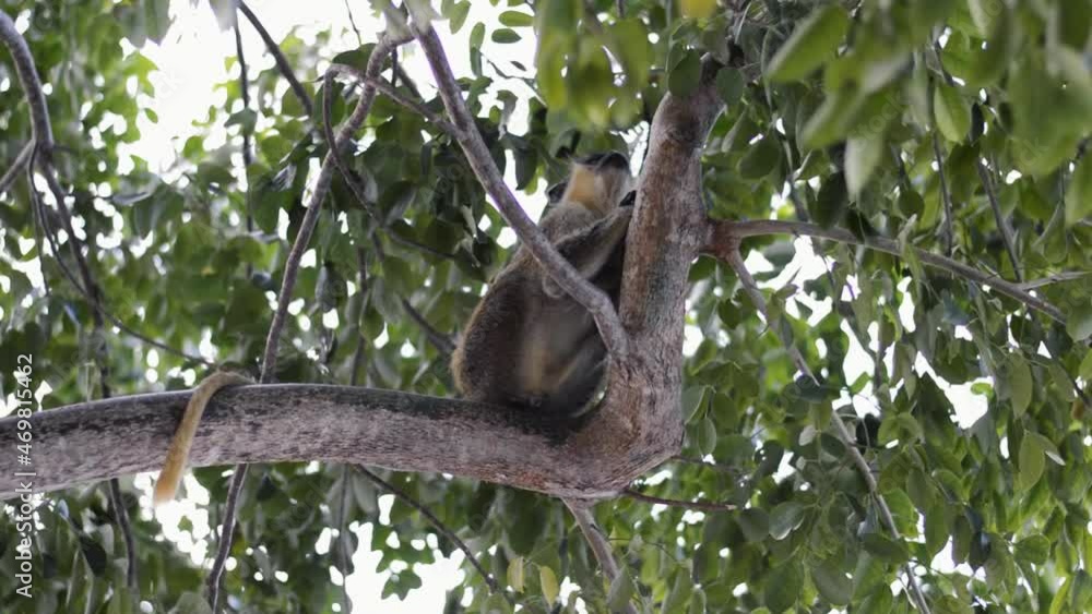 Monkey sitting on branch of tree Monkey sitting on branch of tree