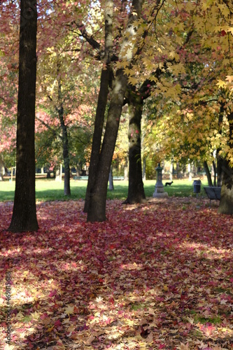 fall foliage in an autumn park
