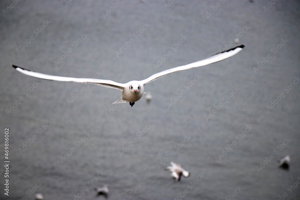 Photo of a seagull flying towards the camera with its wings spread. Photo of a seagull flying towards the camera with its wings spread.