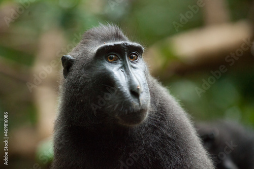 Close-up portrait of celebes crested macaque