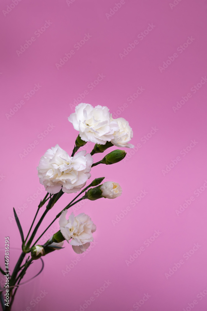 Vertical delicate white carnation flower. Purple modern background.  Valentine's day romantic present. 