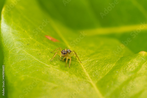 inseto macro aranha fofinha natureza