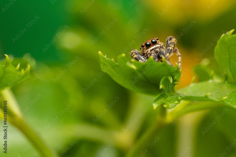 Obraz premium inseto macro aranha fofinha natureza