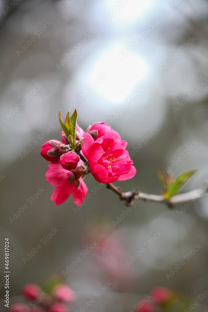 赤い花桃の花 赤い花桃の花