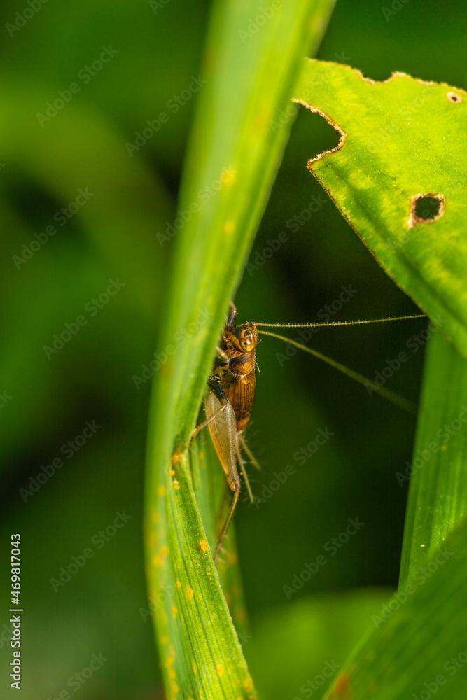 inseto macro inseto macro