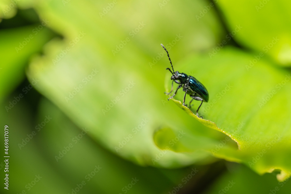 Naklejka premium inseto macro