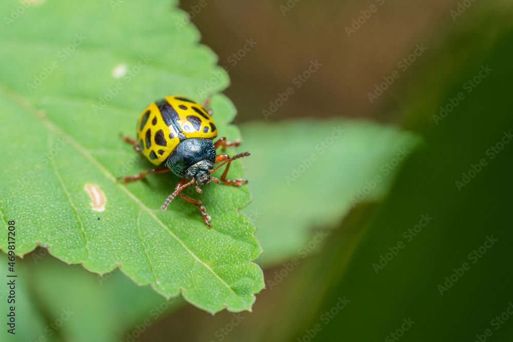 inseto macro inseto macro