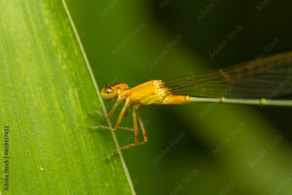 inseto macro libelula colorida inseto macro libelula colorida
