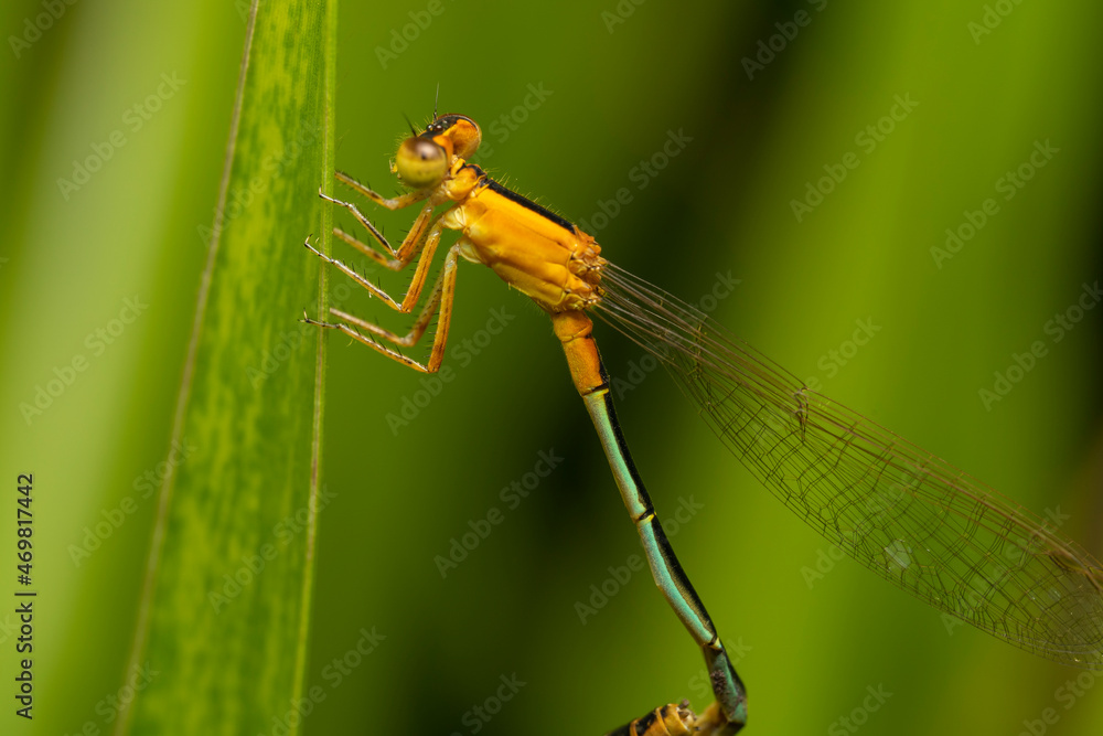 inseto macro libelula colorida inseto macro libelula colorida