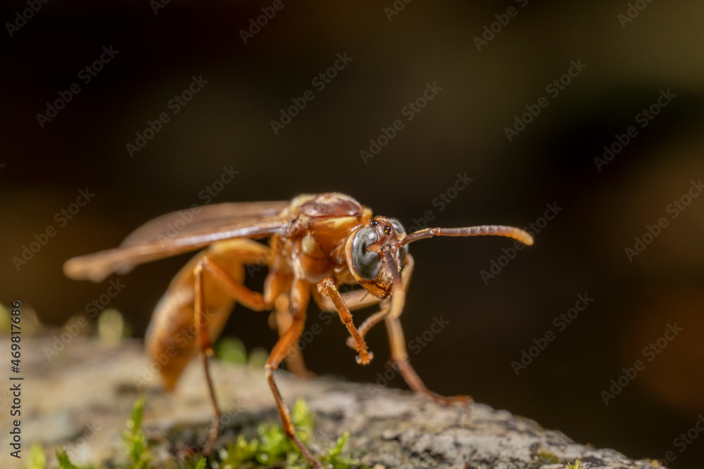 Fototapeta premium inseto macro abelha