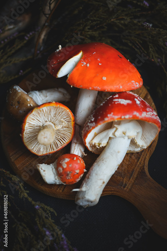 sinek agaric mantarlar orman sonbahar