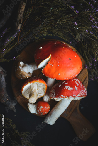 sinek agaric mantarlar orman sonbahar