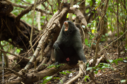 A black macaque sighs while sitting on the branch in the jungle © Denys
