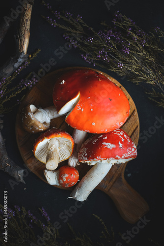 sinek agaric mantarlar orman sonbahar