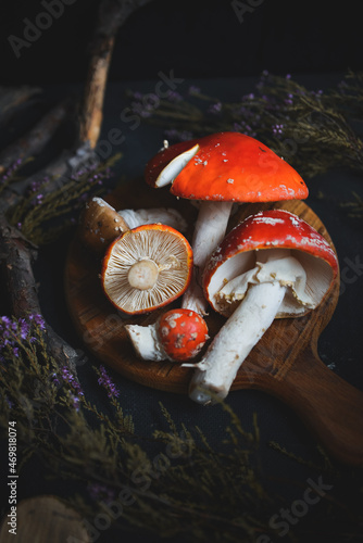 sinek agaric mantarlar orman sonbahar