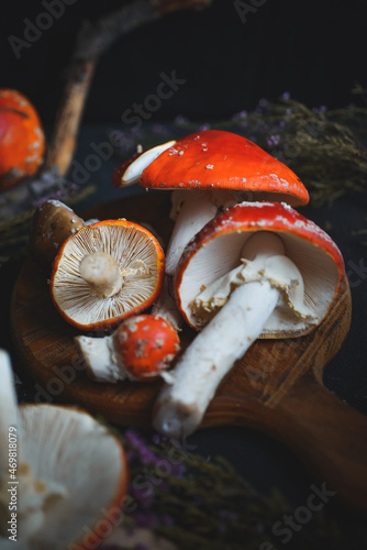 sinek agaric mantarlar orman sonbahar