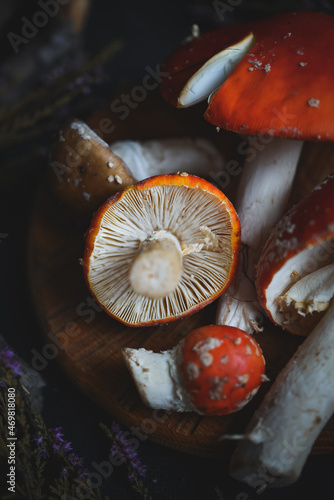 sinek agaric mantarlar orman sonbahar