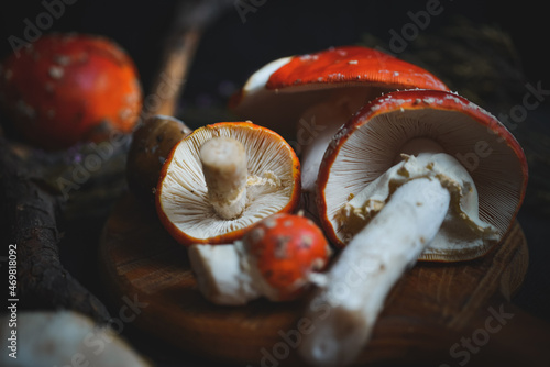 sinek agaric mantarlar orman sonbahar