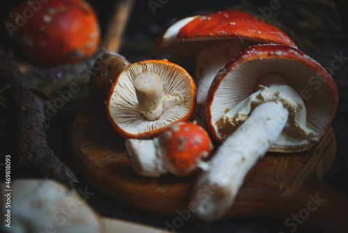 sinek agaric mantarlar orman sonbahar