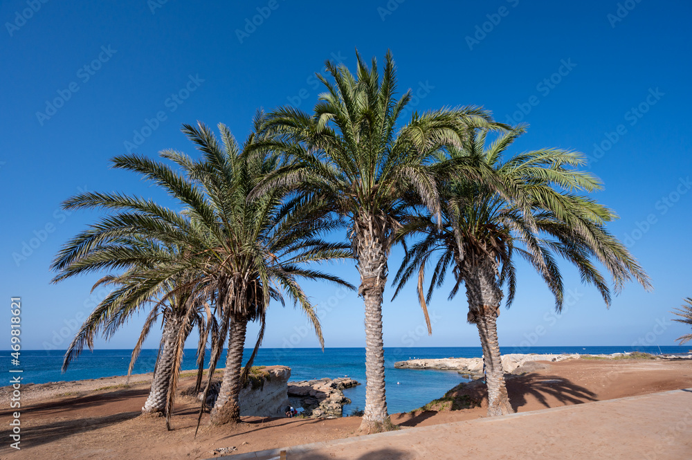Palm trees on Fig tree beach in Protaras, Cyprus Palm trees on Fig tree beach in Protaras, Cyprus