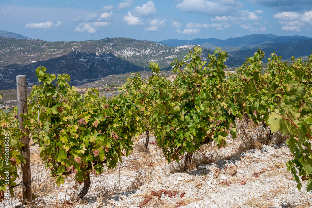 Wine industry on Cyprus island, view on Cypriot vineyards with growing grape plants on south slopes of Troodos mountain range Wine industry on Cyprus island, view on Cypriot vineyards with growing grape plants on south slopes of Troodos mountain range