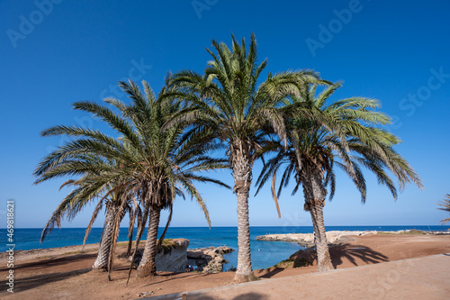 Palm trees on Fig tree beach in Protaras, Cyprus © barmalini
