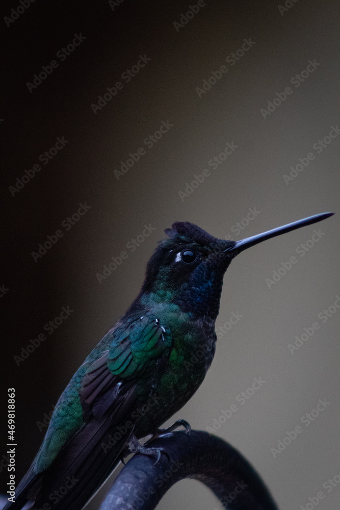 Fototapeta premium hummingbird on a branch with a black background