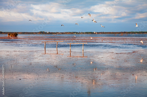 Massaciuccoli, Lucca, Tuscany, Italy: landscape at dawn of the lake in the regional nature park, a protected area whit many swamp birds, near Viareggio and Pisa photo