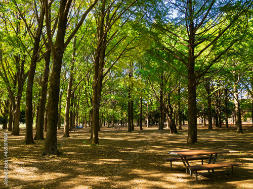 秋の代々木公園