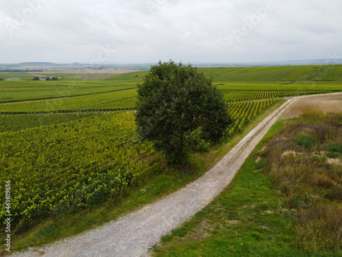 View on green pinot noir grand cru vineyards of famous champagne houses in Montagne de Reims near Verzenay  Champagne  France