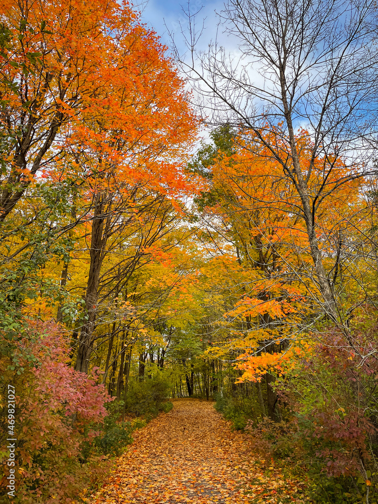 Beautiful leaf covered trail through the forest on autumn day.