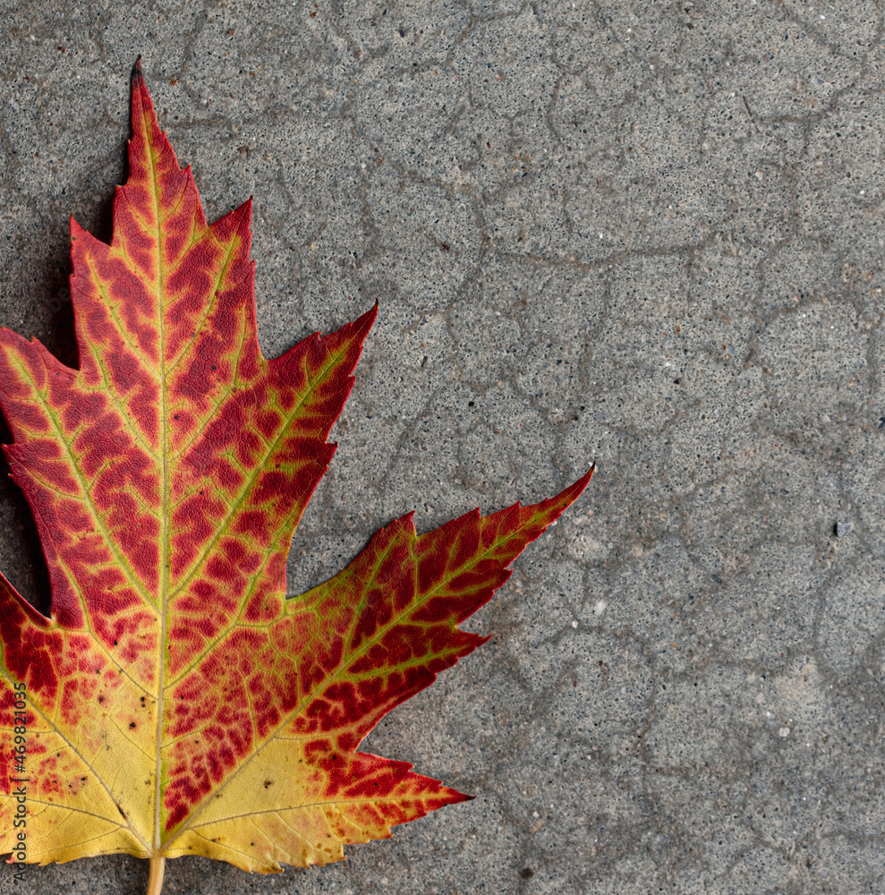 Close up of yellow and red maple leaf on gray background in fall. Close up of yellow and red maple leaf on gray background in fall.