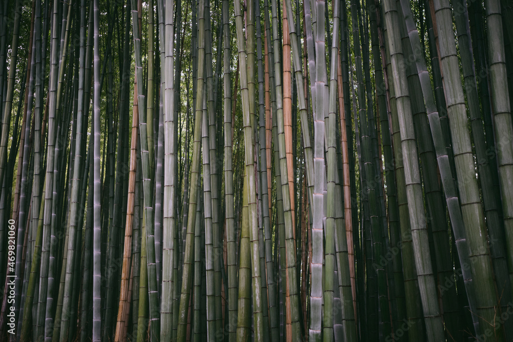 Bamboo in the Sagano Bamboo Forest near Kyoto, Japan Bamboo in the Sagano Bamboo Forest near Kyoto, Japan