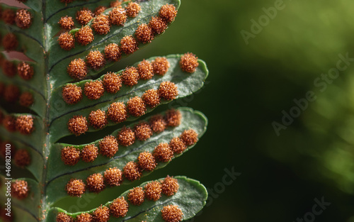 Cuadro en lienzo Macro image of the spores on the back of a fern leaf frond.