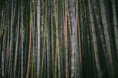 Bamboo in the Sagano Bamboo Forest near Kyoto  Japan