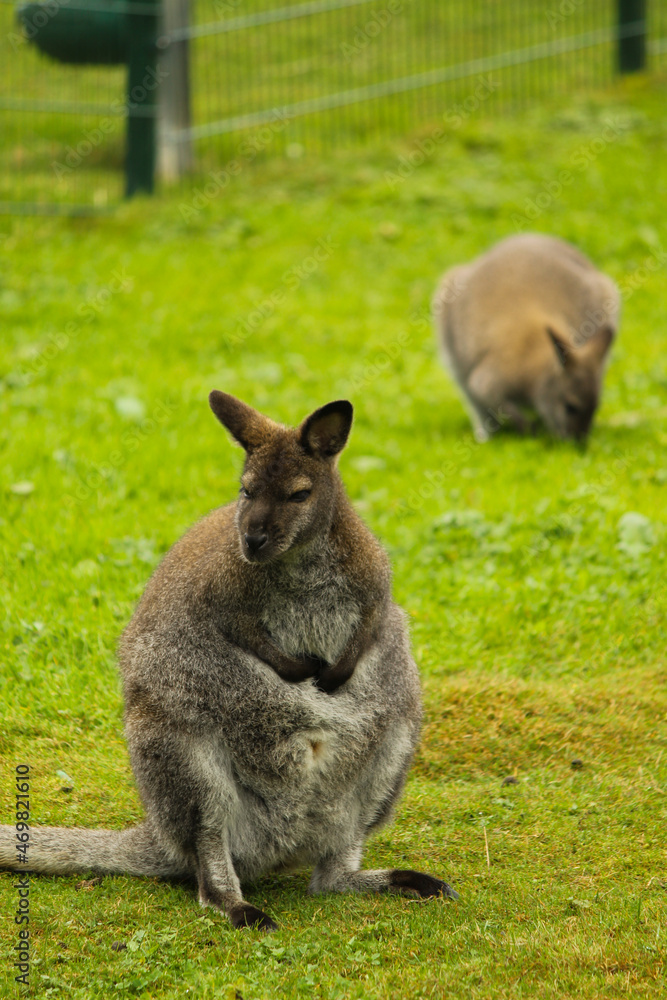 Kangaroo am überlegen Kangaroo am überlegen