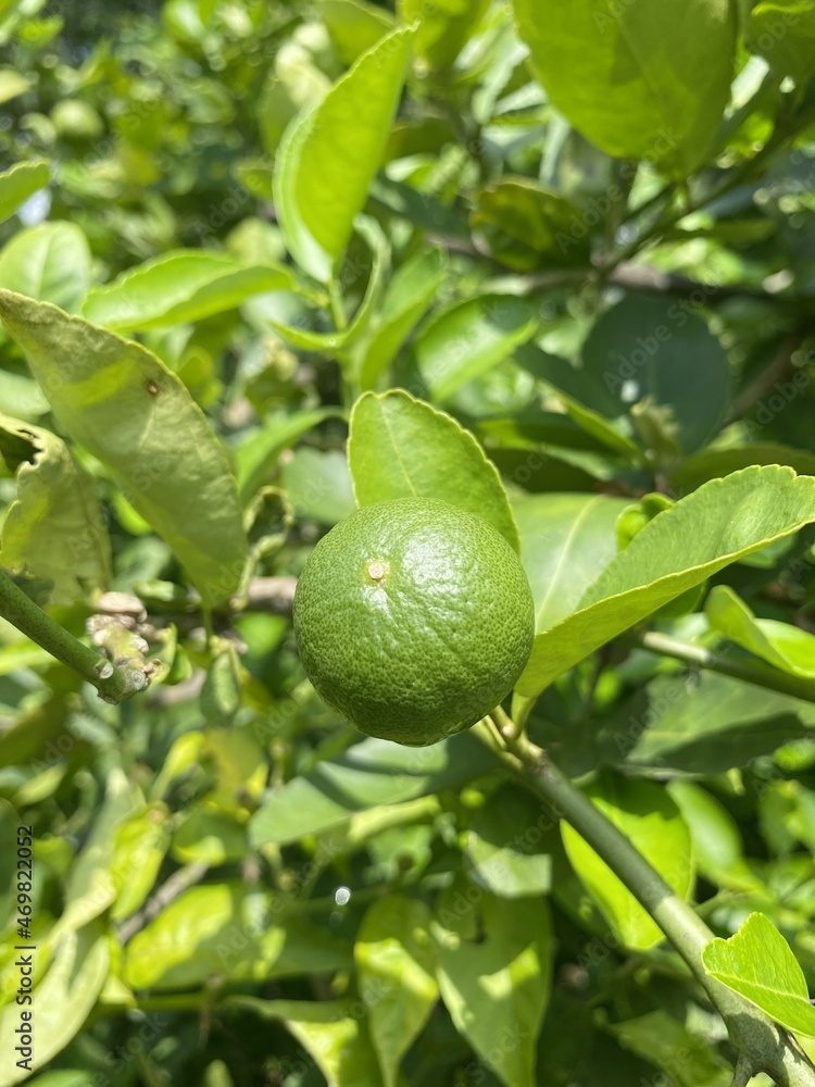 lime fruit in nature garden lime fruit in nature garden