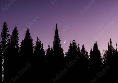 pine trees silhouetted against purple sky with rising crescent moon photo