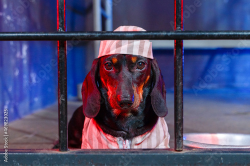 Portrait of severe dachshund dog in striped prison uniform with cap, sitting behind bars for crimes committed, front view. Justice was served and cruel criminal was convicted. photo