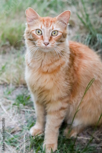 Orange Tabby