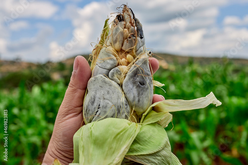 cuitlacoche en maíz orgánico nativo en un campo 