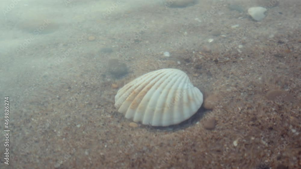 A seashell on a sandy bottom